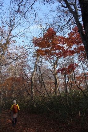 紅葉