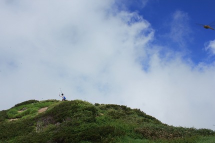 トンボ