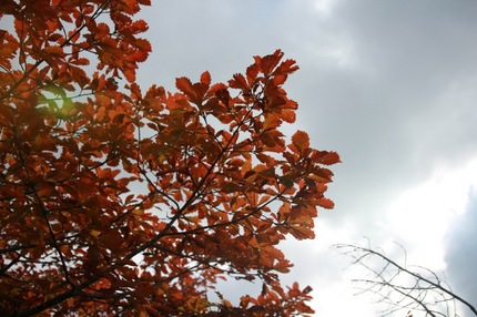 IMG_6981.jpg