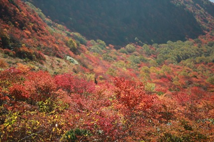 IMG_7763.jpg