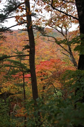 IMG_7960.jpg